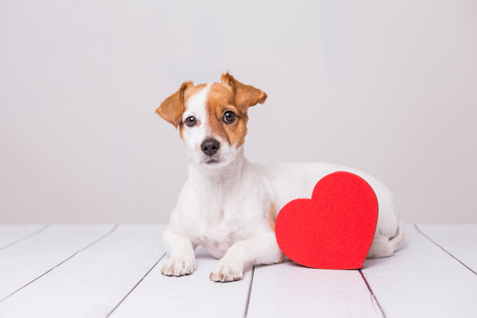 Sharing Valentines Day with your Pup (& gift idea!)