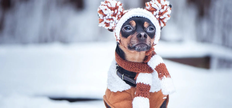 Keeping your dog safe during cold weather... brrrr